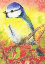 Loes Botmann - Blaumeise