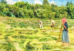 Peter Hansen - Heuernte auf Sdfnen