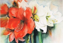 Magitta Dahlke - Rote und weie Amaryllis