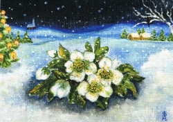 Ingrid Montag-Schoenenberg - Christrosen im Schnee