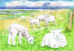 Anne C. Wenzel - Schafe am Deich