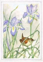 Molly Brett - Zaunk�nig mit Iris Stylosa