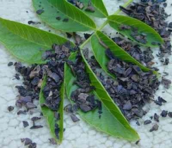 Walnuschalen geschnitten, 100g